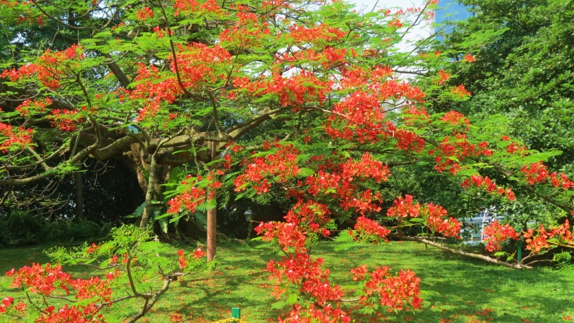 Trees of the Fort Guided Tour