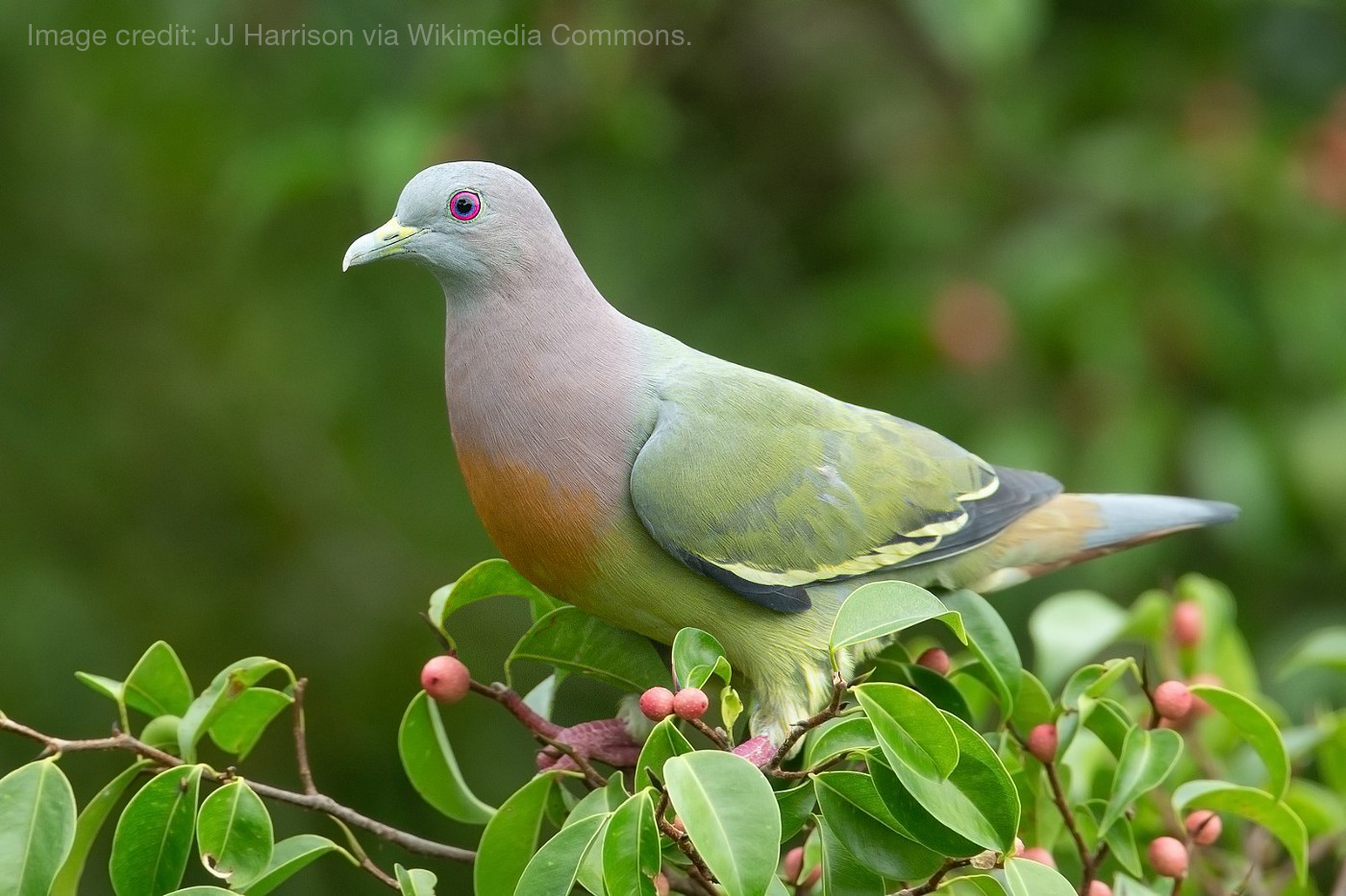 Birds of Singapore